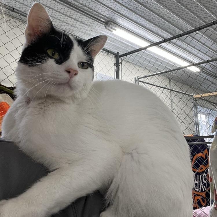 Enlarge Crankshaft, a Adoptable Domestic Short Hair in East Smithfield , PA image 4/6