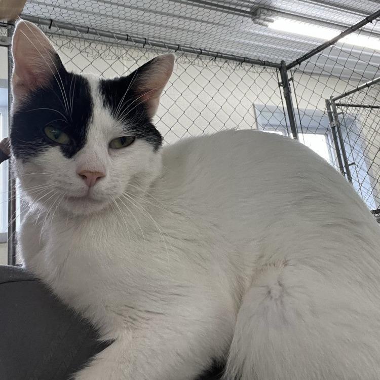 Enlarge Crankshaft, a Adoptable Domestic Short Hair in East Smithfield , PA image 5/6