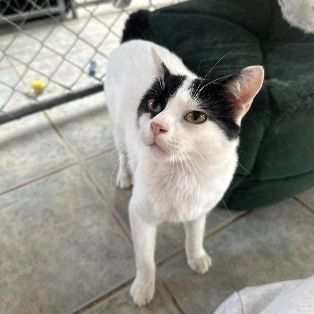 Enlarge Crankshaft, a Adoptable Domestic Short Hair in East Smithfield , PA image 6/6