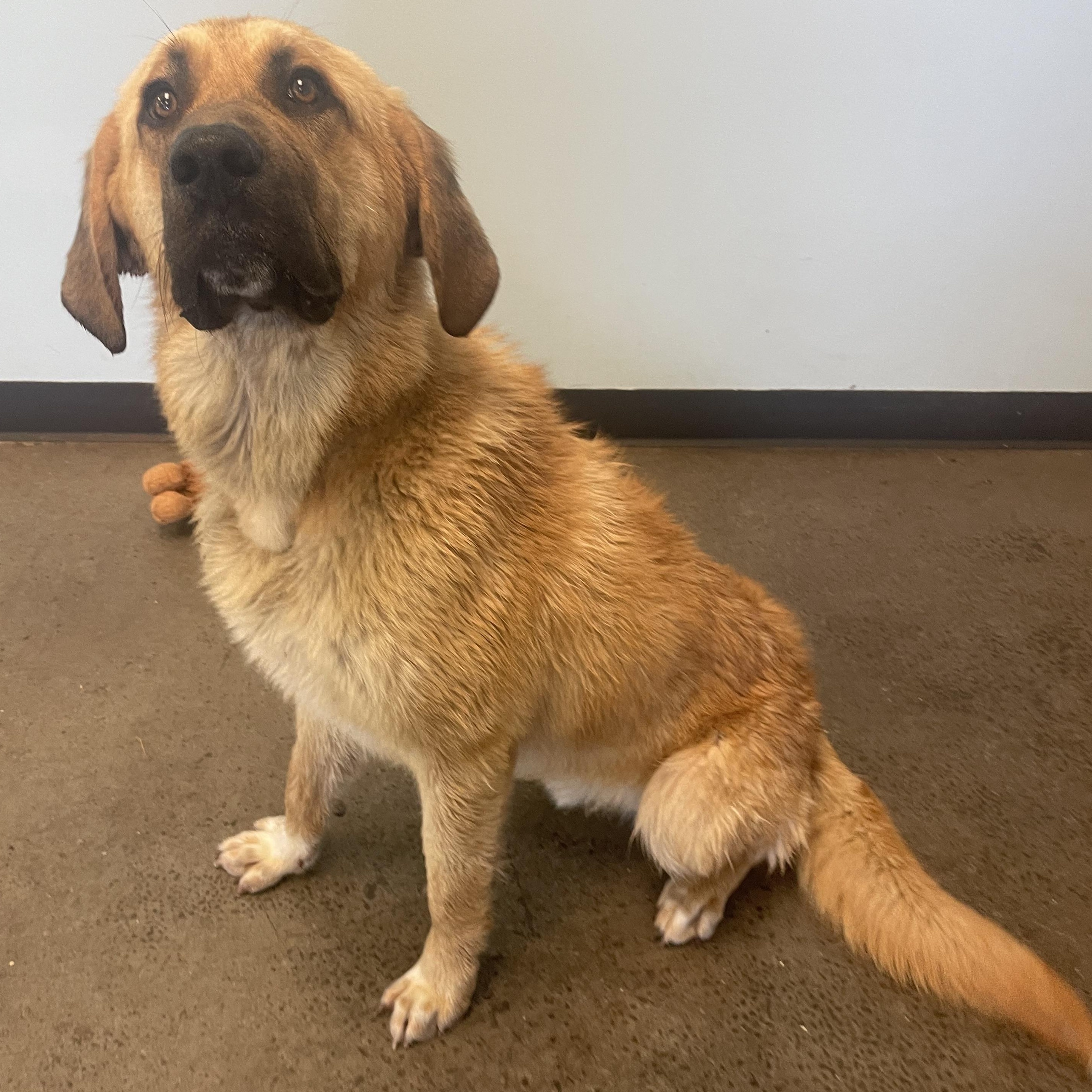Mort, an adopted mixed breed in Mishawaka, IN image 2/4