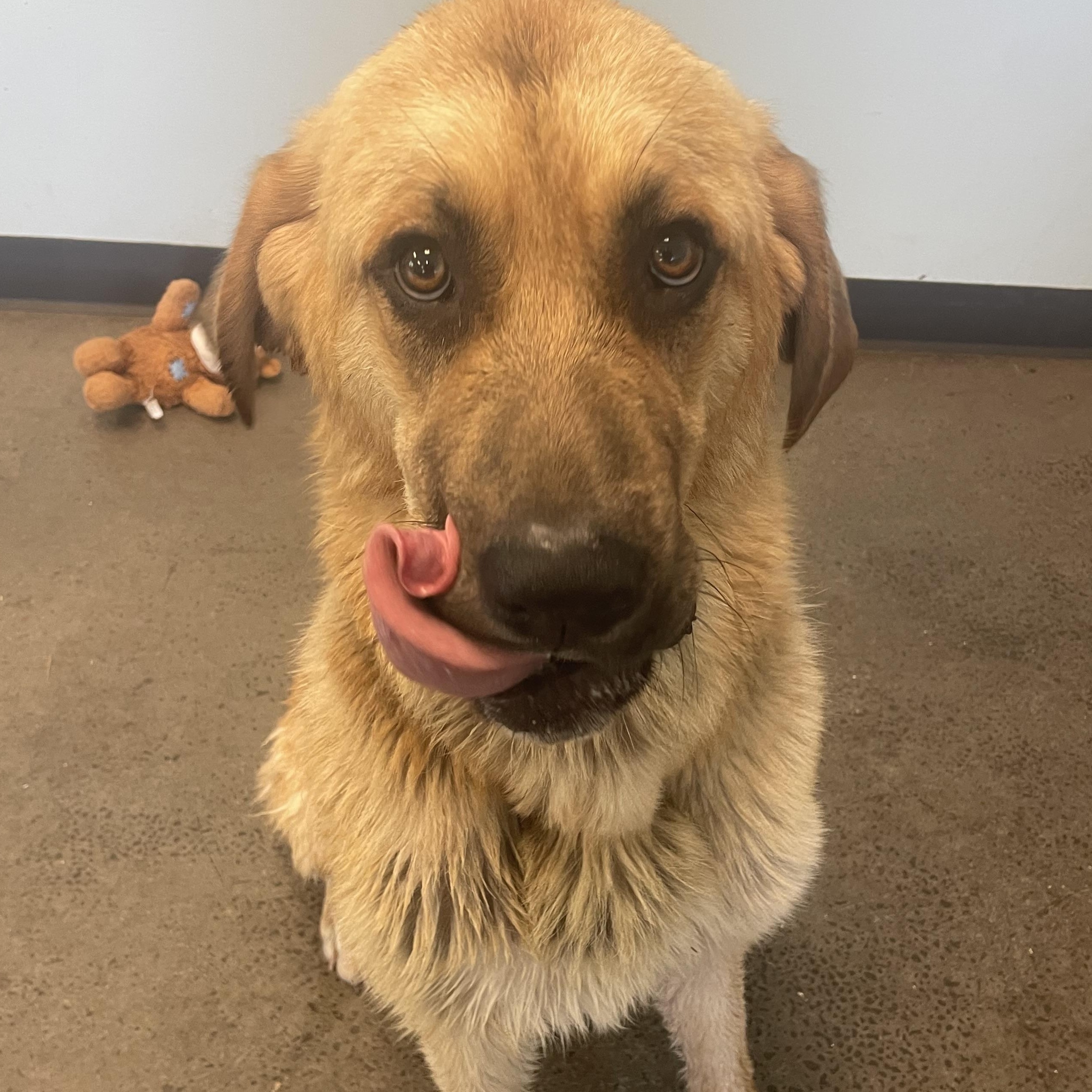 Mort, adopted, Young Male Mixed Breed.