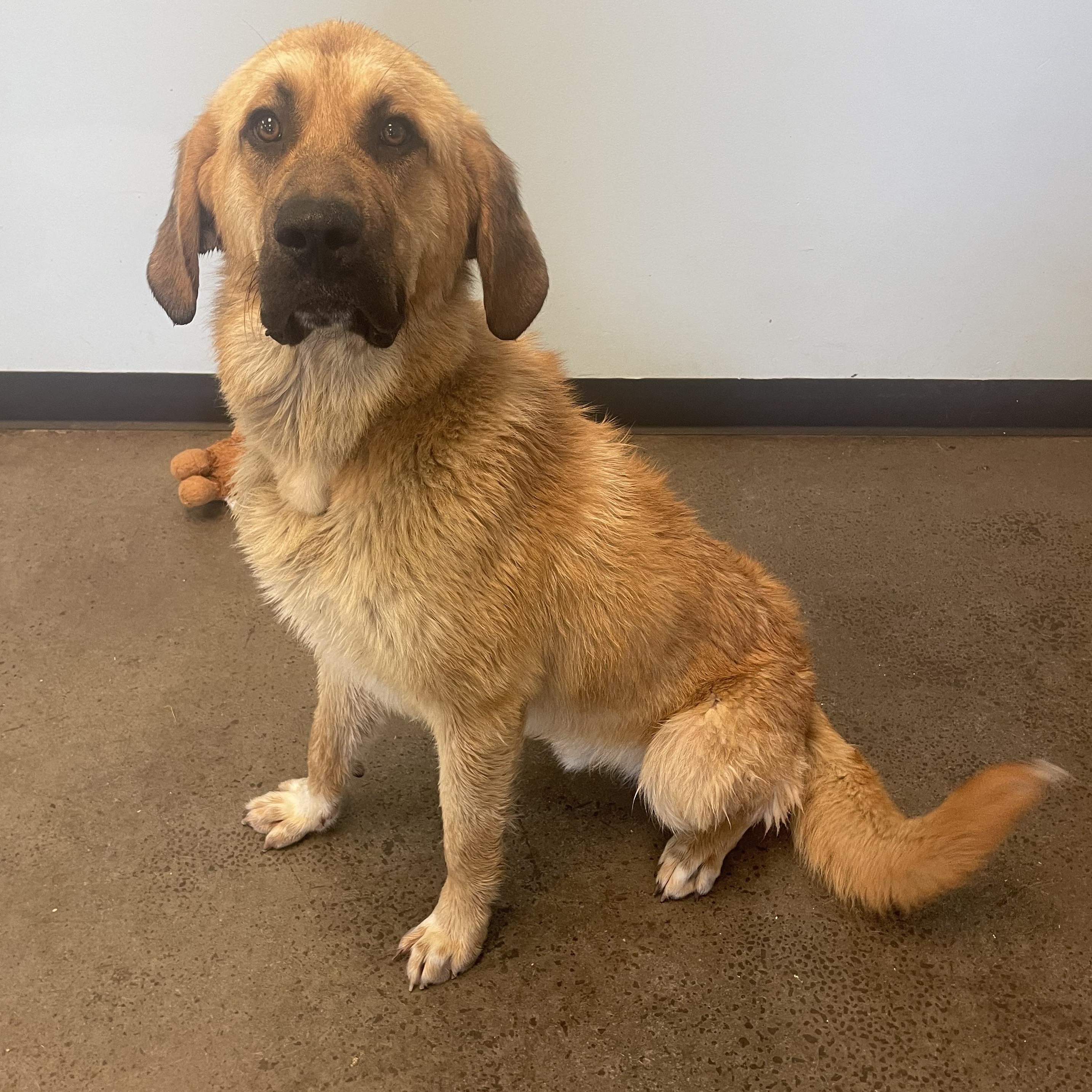 Mort, an adopted mixed breed in Mishawaka, IN image 4/4