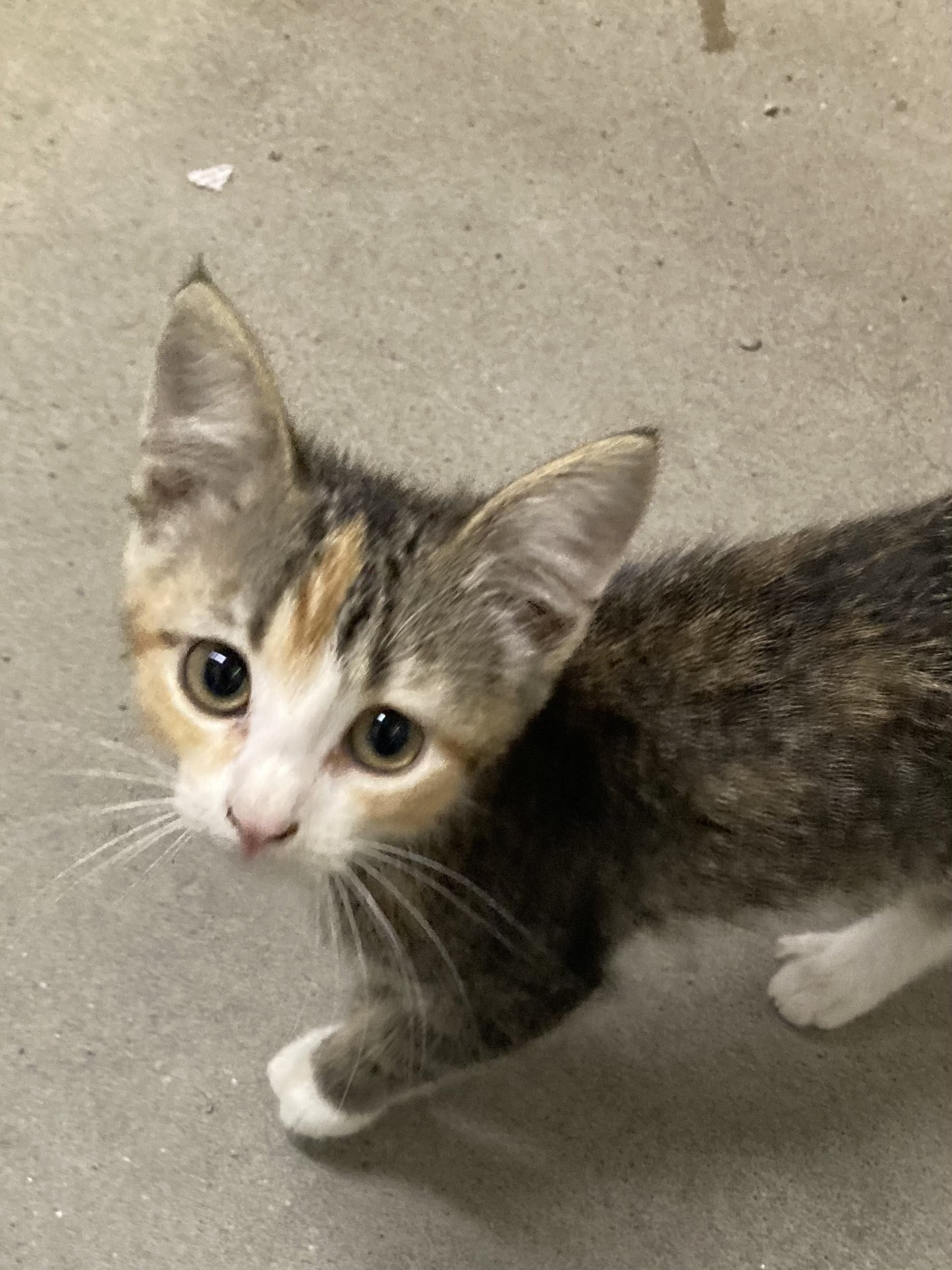 KITTENS, an adoptable Domestic Short Hair in Craig, CO, 81625 | Photo Image 2