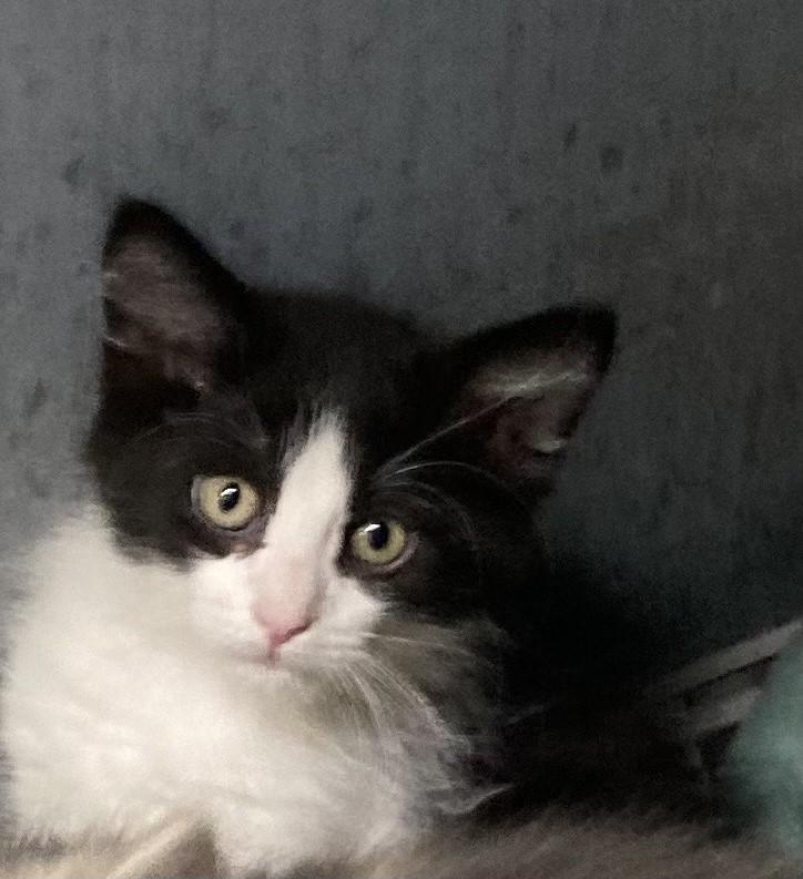 KITTENS, an adoptable Domestic Short Hair in Craig, CO, 81625 | Photo Image 1