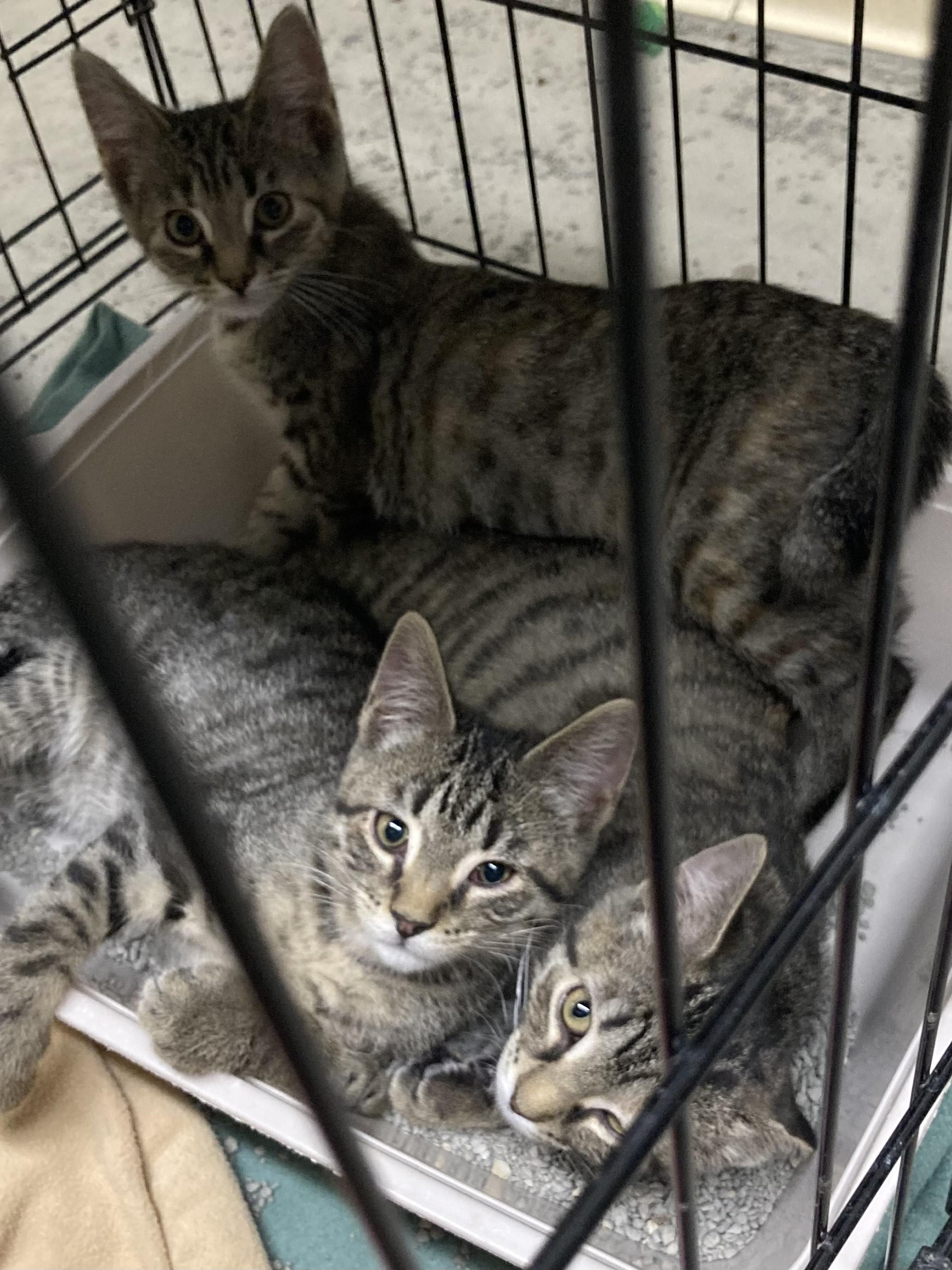 KITTENS, an adoptable Domestic Short Hair in Craig, CO, 81625 | Photo Image 3