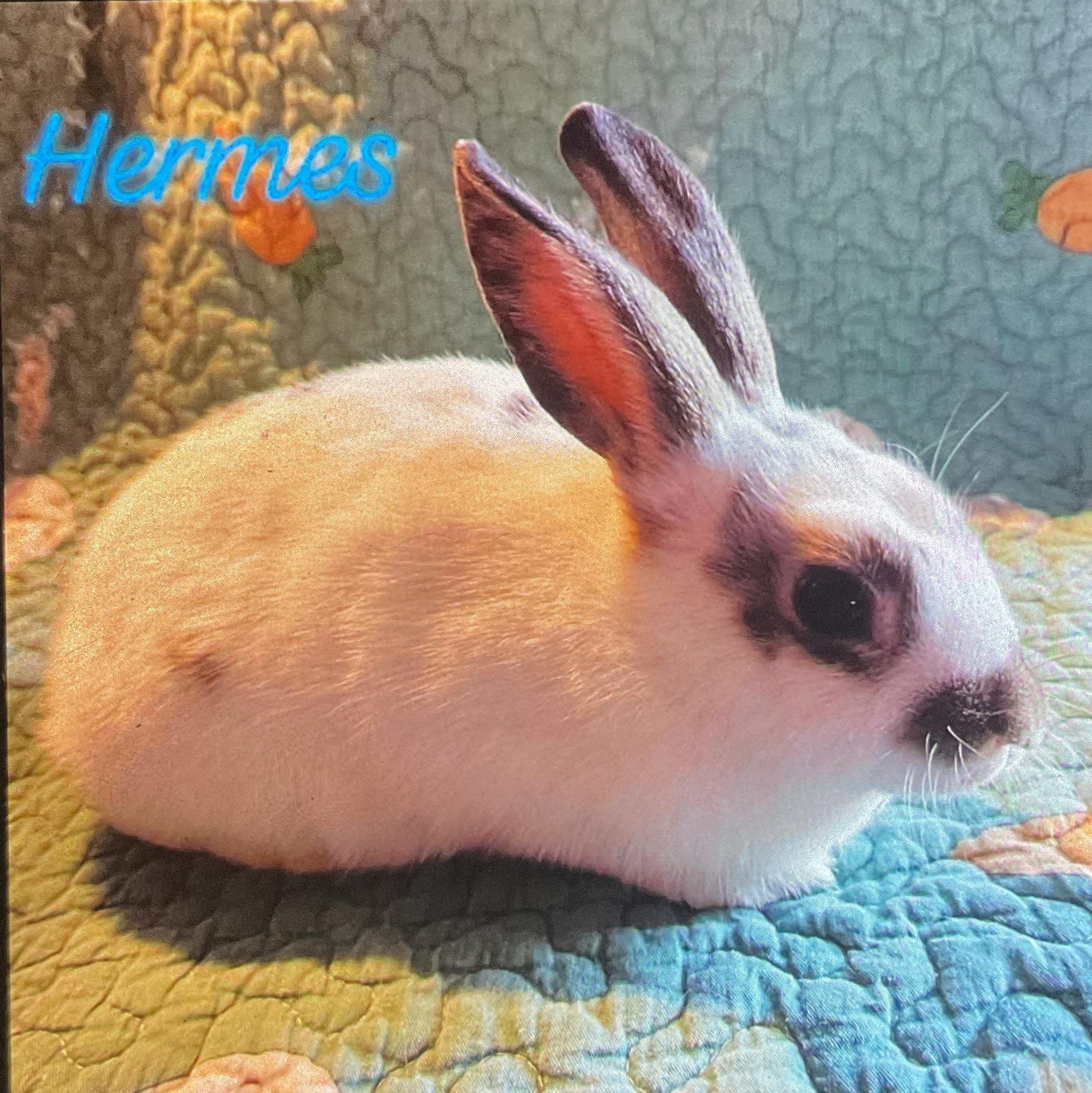 Enlarge Hermes, a ADOPTABLE Mini Rex in FOLEY, AL image 1/1