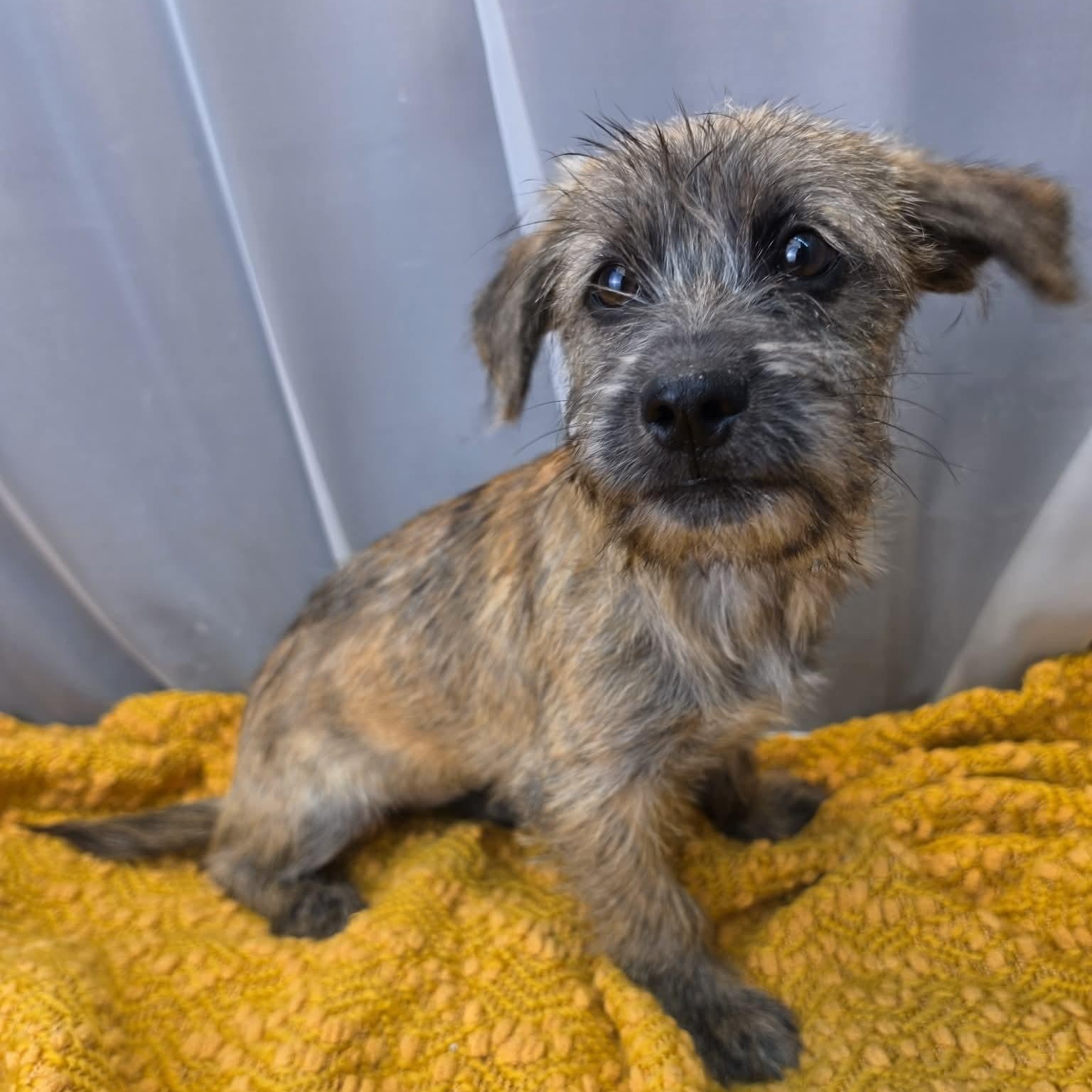 Susie Q, a Adoptable mixed breed in Jackson, MI image 6/6