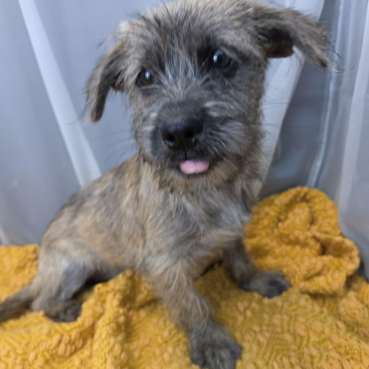 Susie Q, a Adoptable mixed breed in Jackson, MI image 3/6
