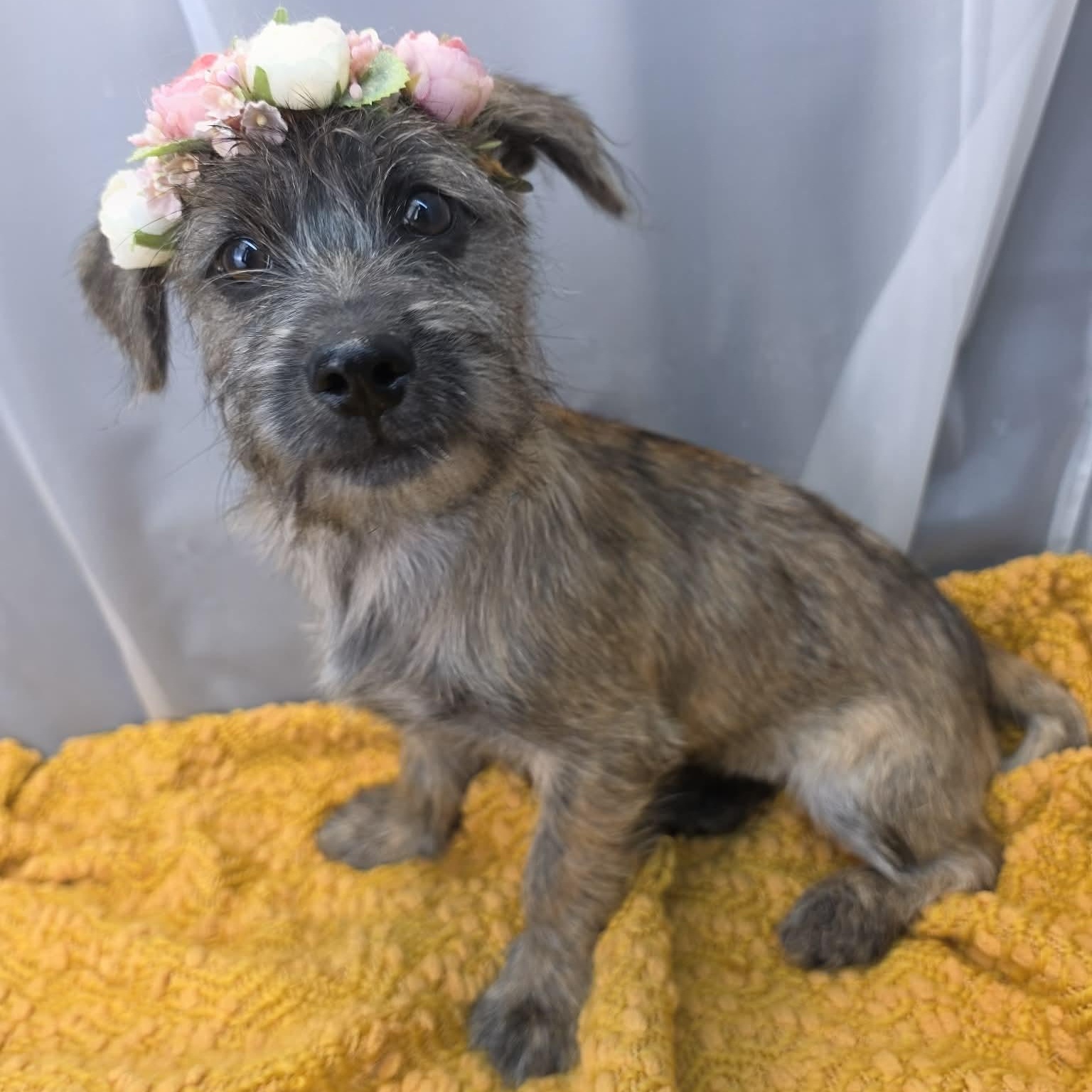 Susie Q, a Adoptable mixed breed in Jackson, MI image 5/6