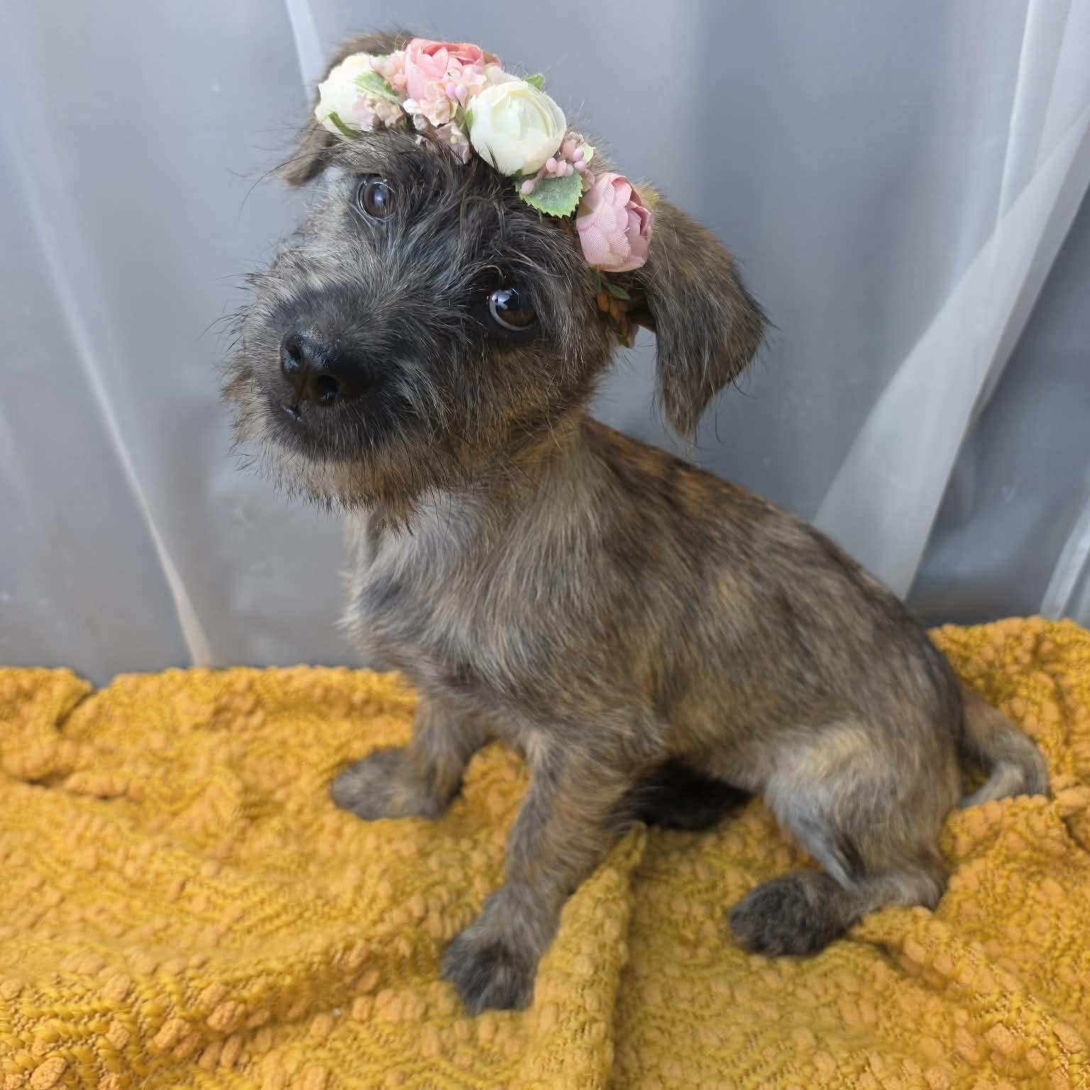 Susie Q, a Adoptable mixed breed in Jackson, MI image 2/6