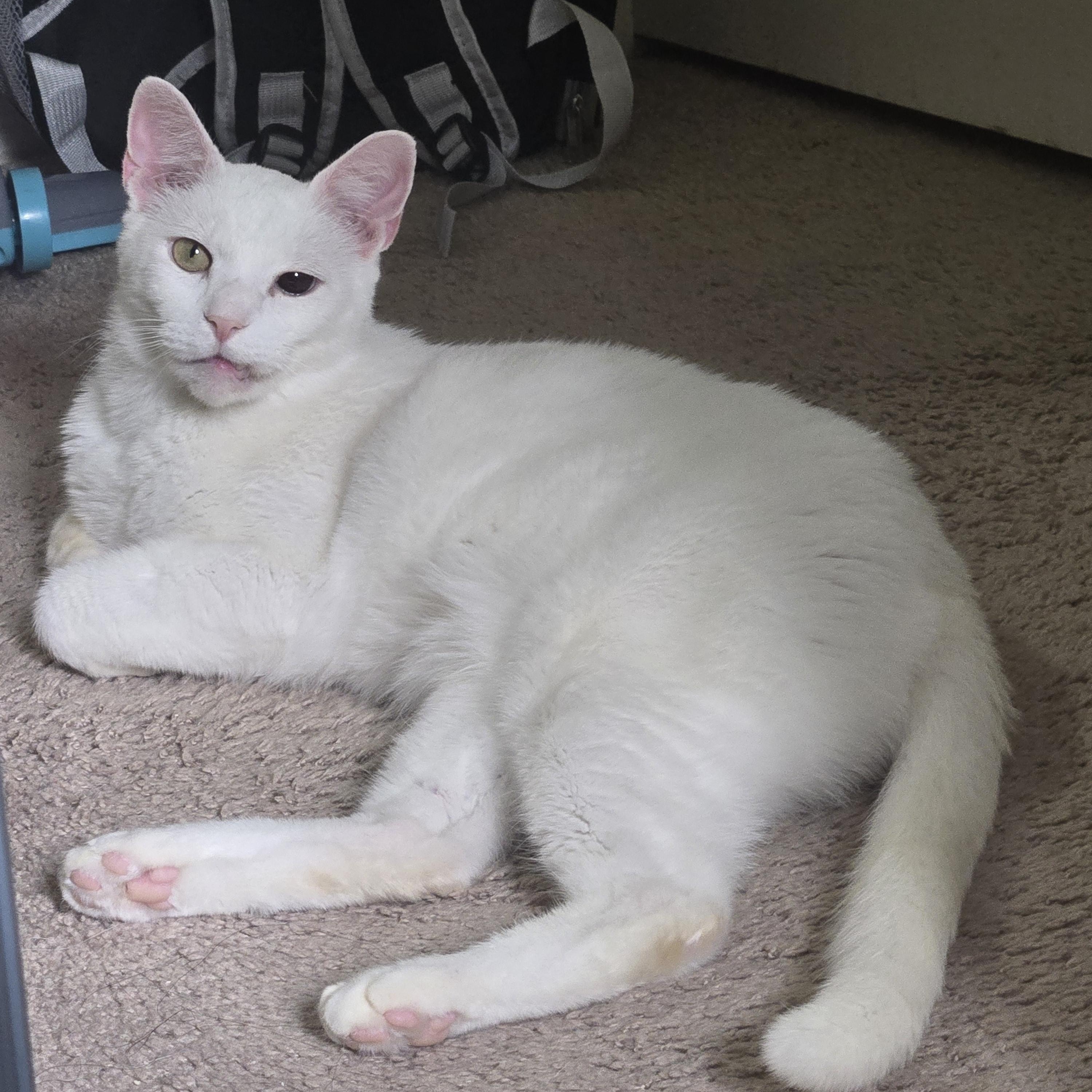 Mash Tato, ADOPTABLE, Young Male Domestic Short Hair.