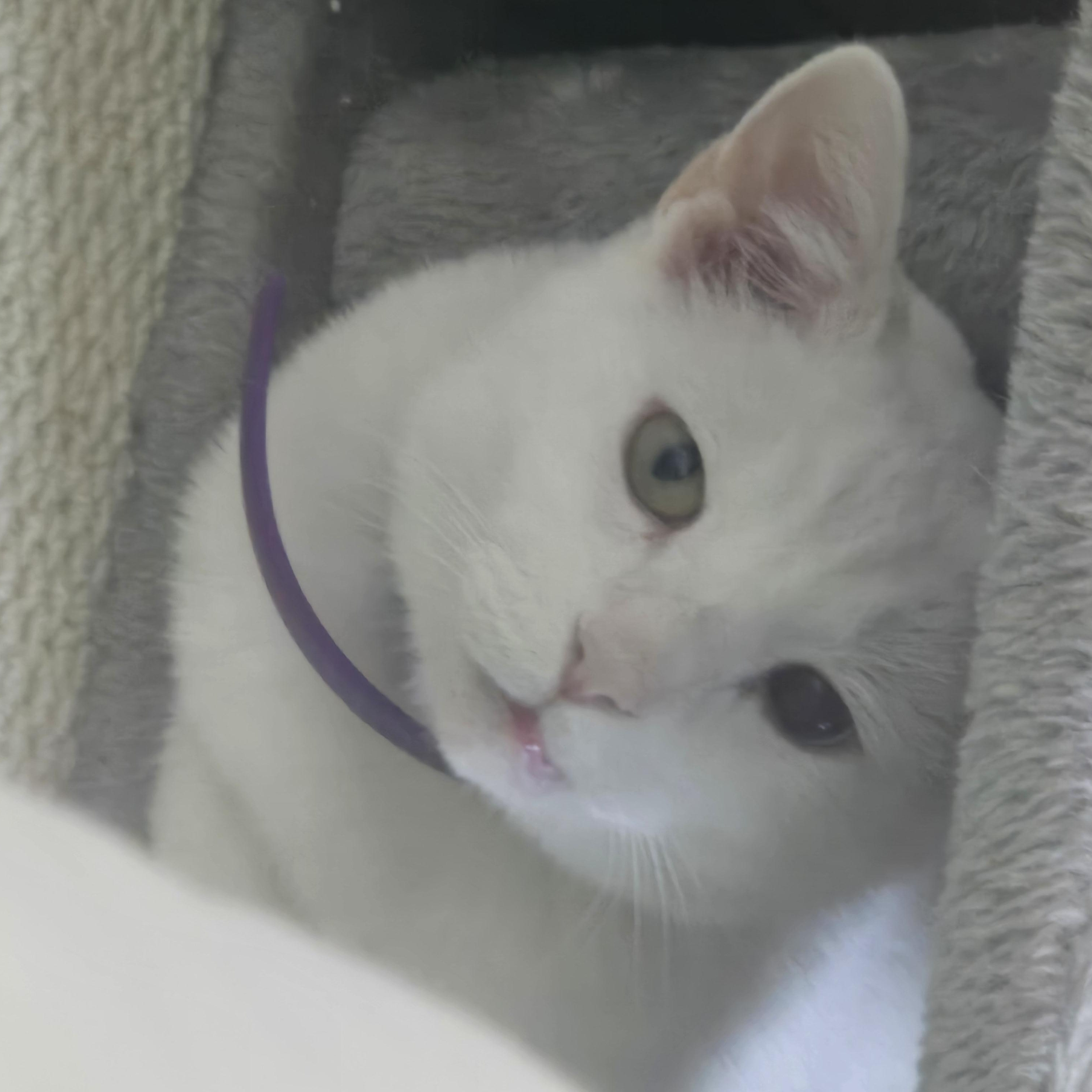 Enlarge Mash Tato, a ADOPTABLE Domestic Short Hair in Hyattsville, MD image 6/6