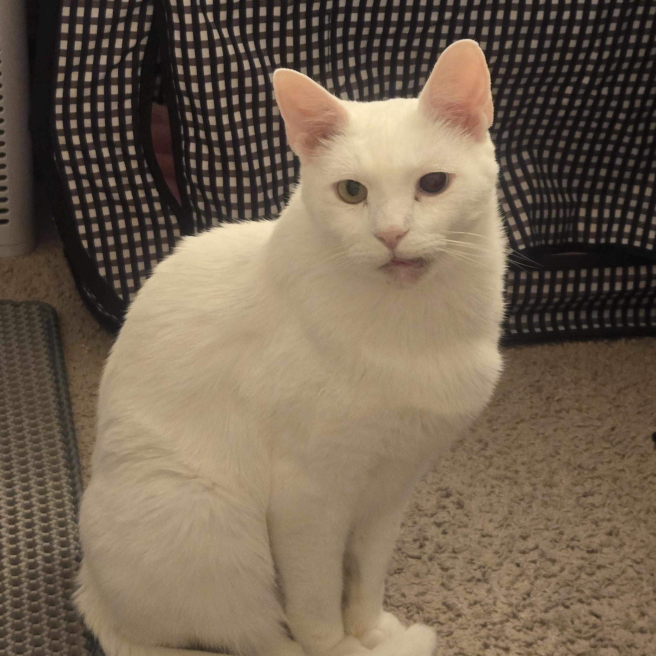 Enlarge Mash Tato, a ADOPTABLE Domestic Short Hair in Hyattsville, MD image 1/6