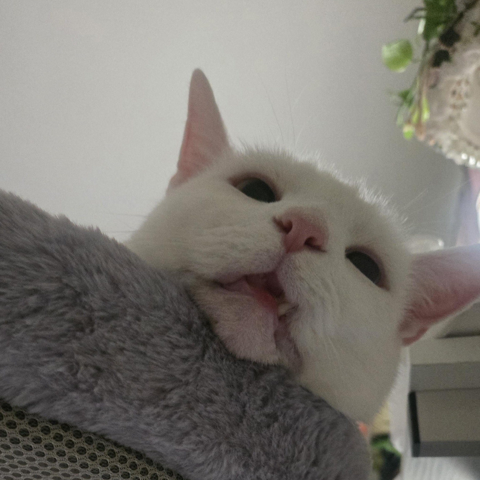 Enlarge Mash Tato, a ADOPTABLE Domestic Short Hair in Hyattsville, MD image 5/6