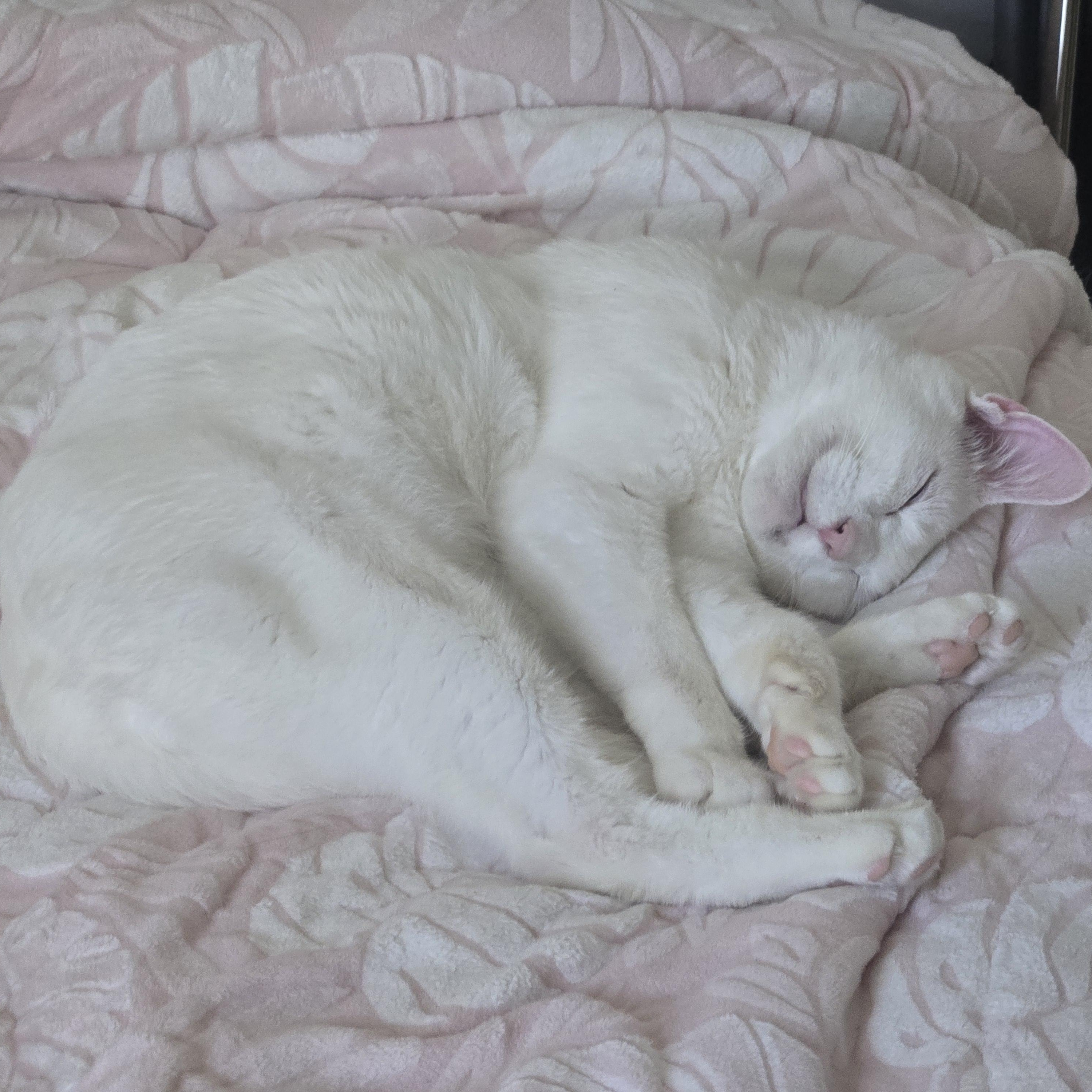 Enlarge Mash Tato, a ADOPTABLE Domestic Short Hair in Hyattsville, MD image 4/6