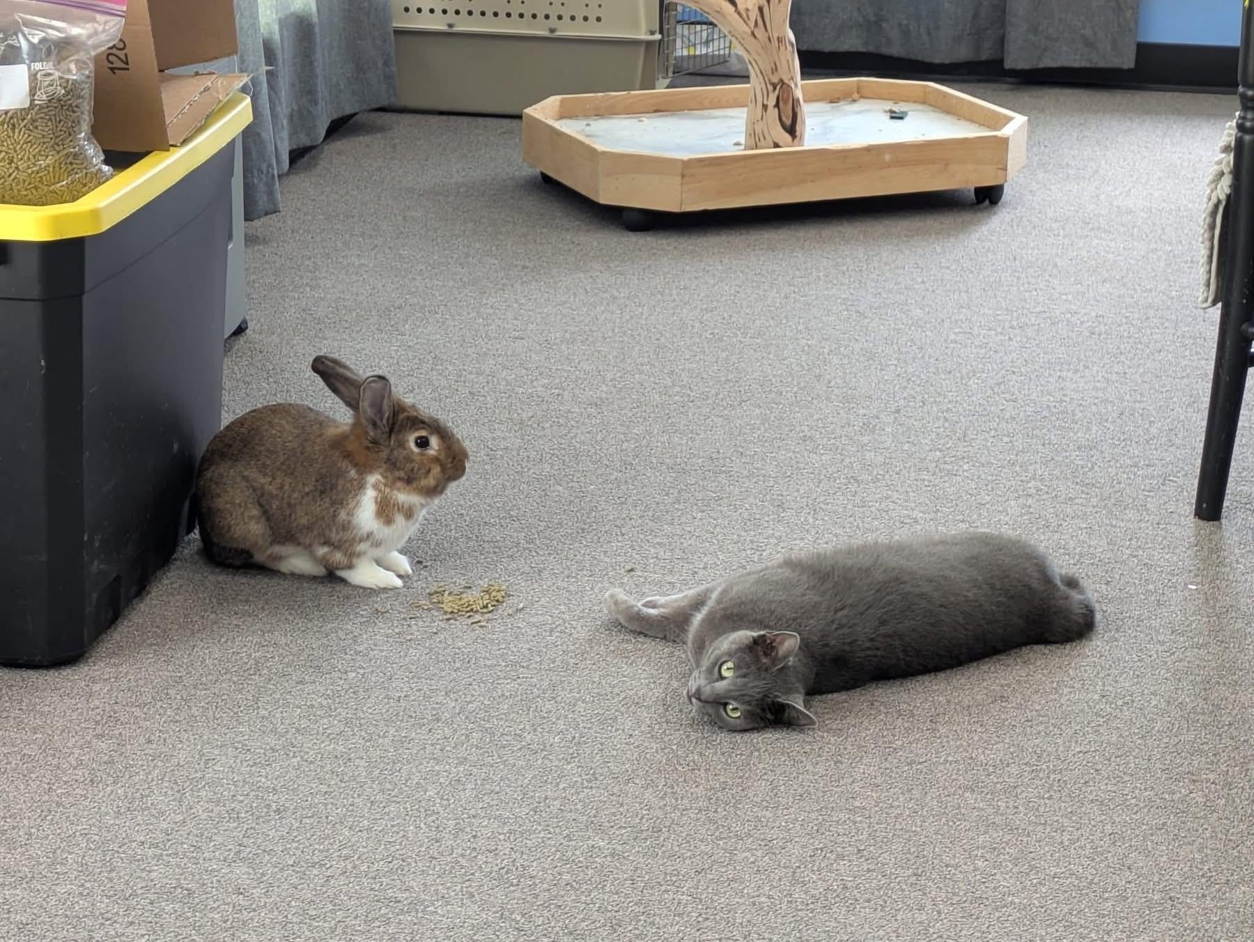 Enlarge Boone, a Adoptable New Zealand in St. Charles, MO image 1/5