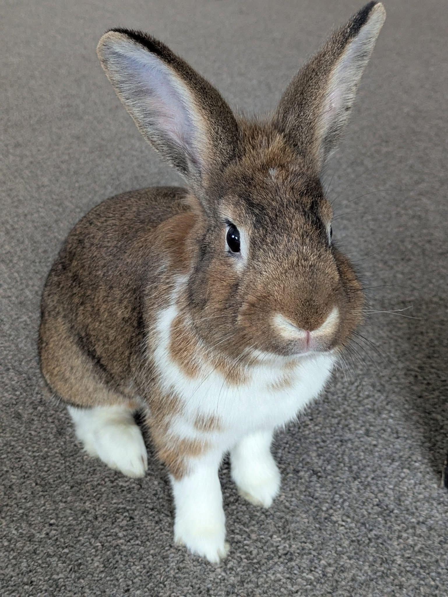 Enlarge Boone, a Adoptable New Zealand in St. Charles, MO image 2/5