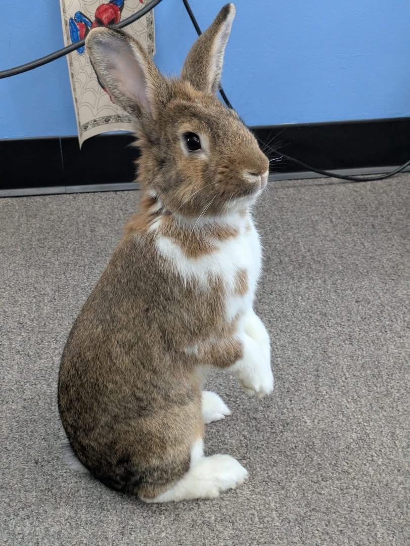 Enlarge Boone, a Adoptable New Zealand in St. Charles, MO image 3/5