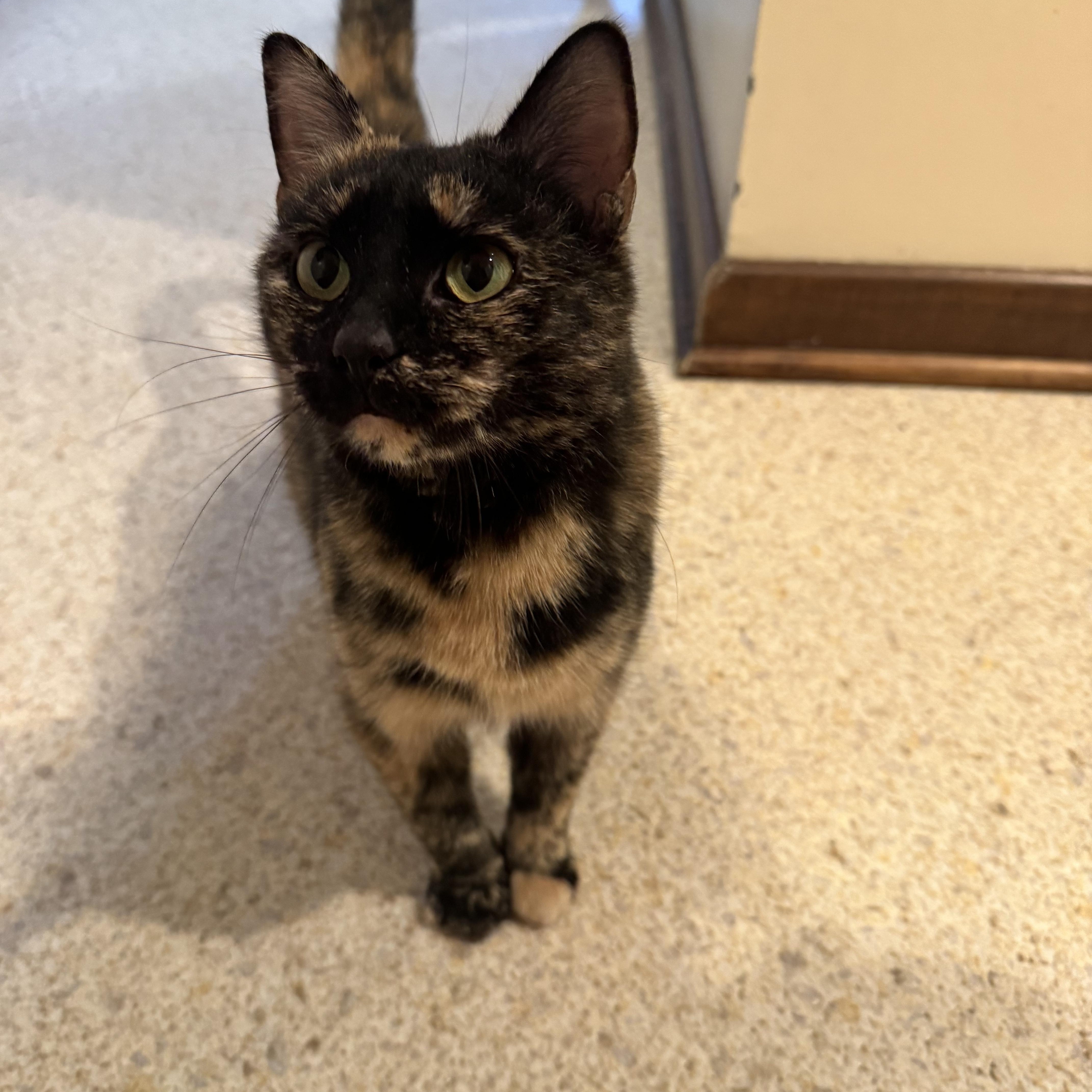 Halle Berry , ADOPTABLE, Young Female Domestic Short Hair.