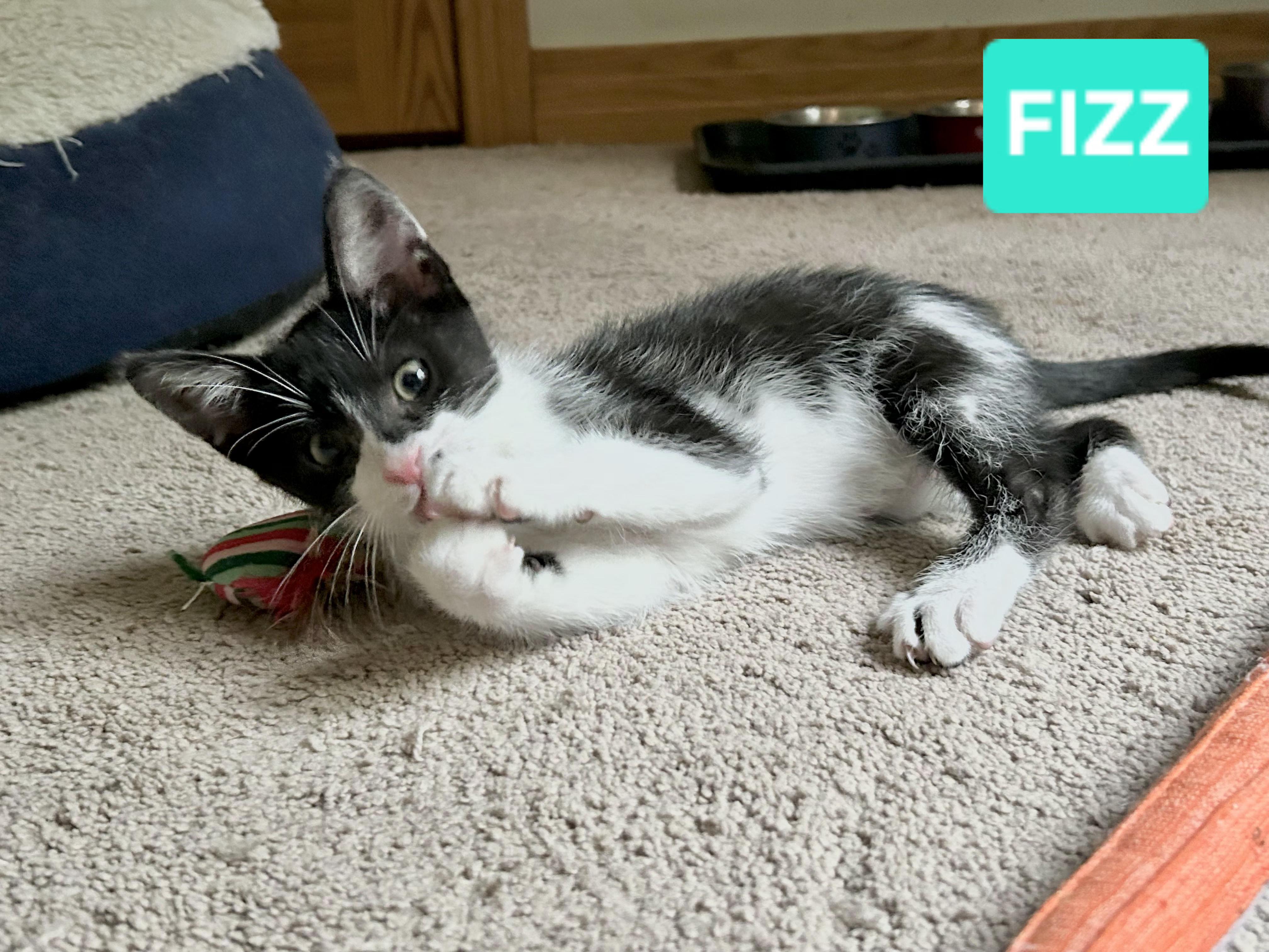 Enlarge Fizz (sisters are Spritz & Bubbles), a ADOPTABLE Tuxedo in Brighton, MI image 4/6