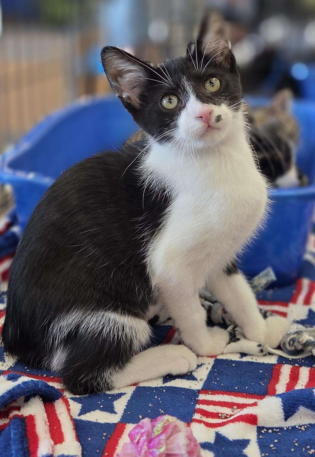 Enlarge Fizz (sisters are Spritz & Bubbles), a ADOPTABLE Tuxedo in Brighton, MI image 1/6