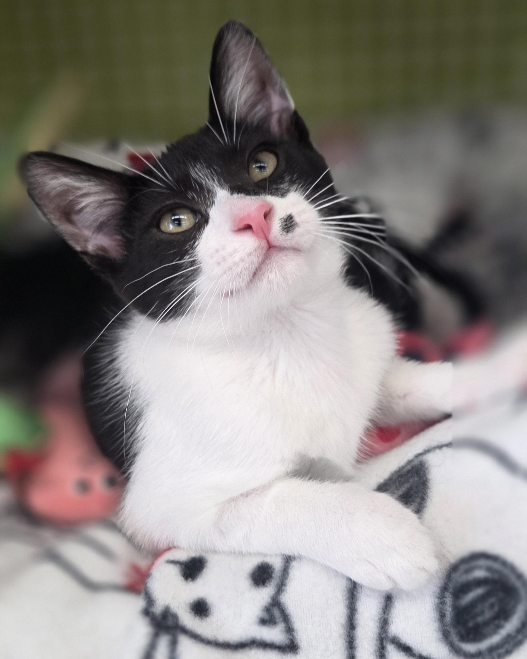 Enlarge Fizz (sisters are Spritz & Bubbles), a ADOPTABLE Tuxedo in Brighton, MI image 2/6