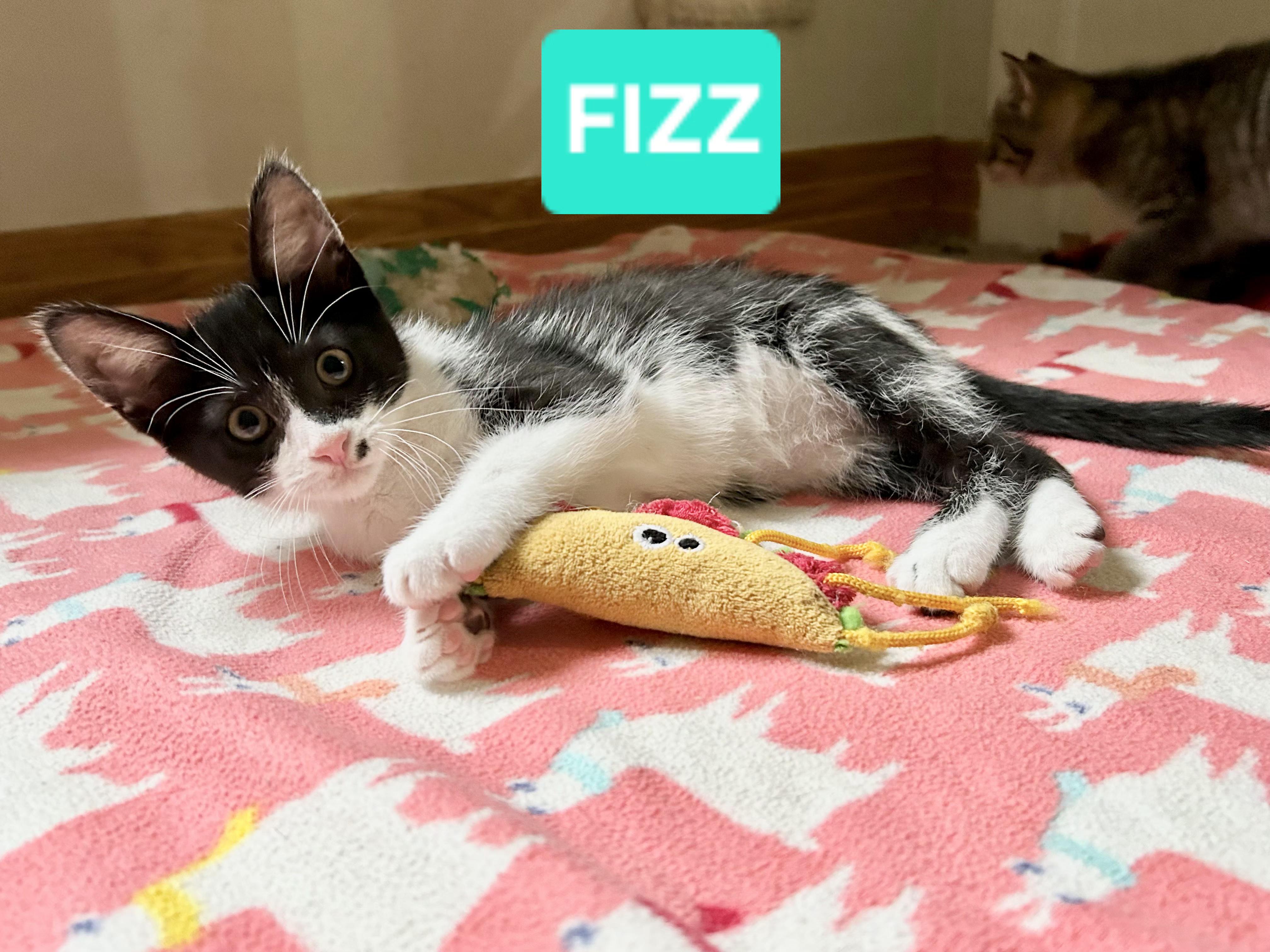 Enlarge Fizz (sisters are Spritz & Bubbles), a ADOPTABLE Tuxedo in Brighton, MI image 6/6