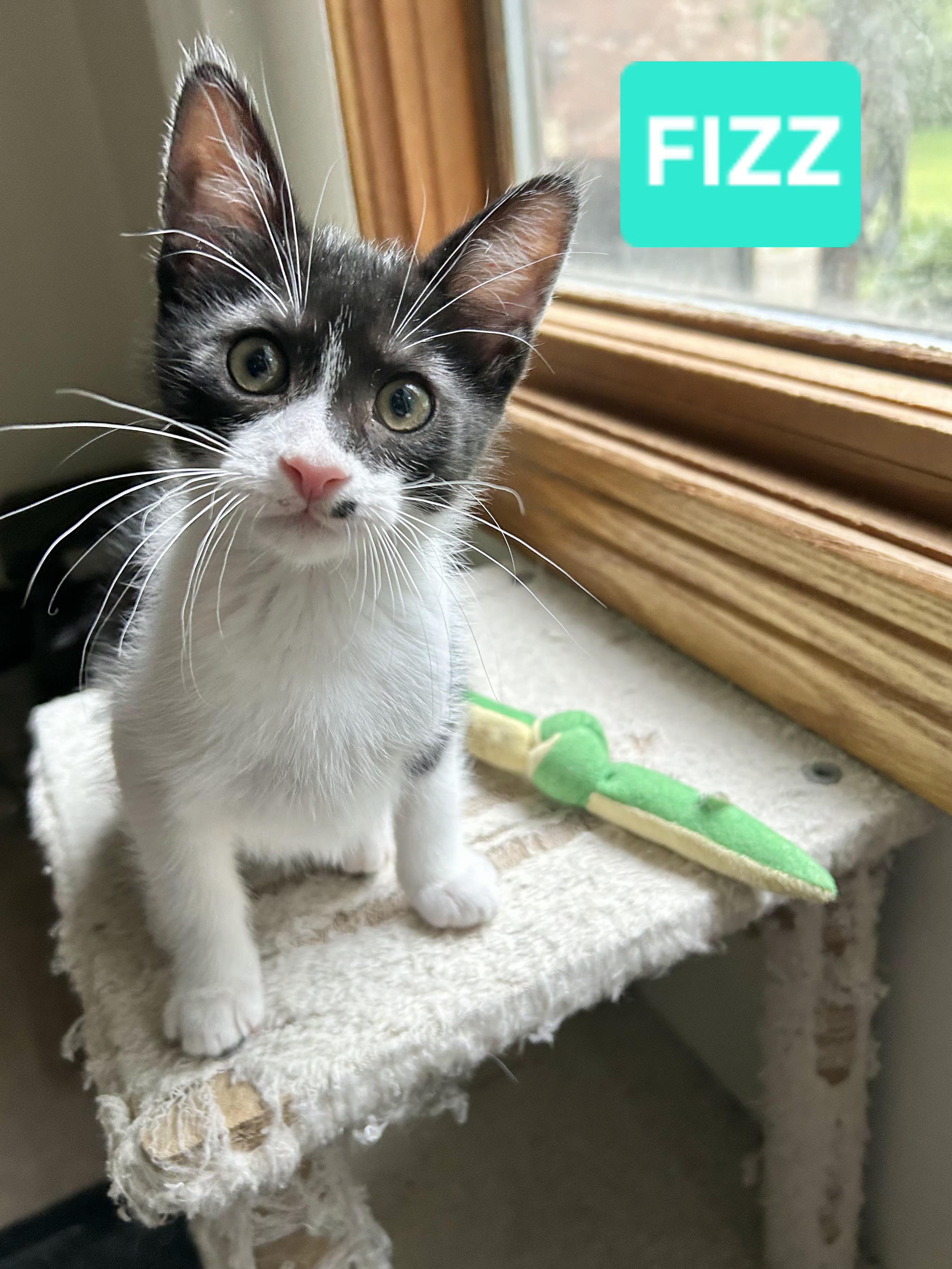 Enlarge Fizz (sisters are Spritz & Bubbles), a ADOPTABLE Tuxedo in Brighton, MI image 3/6