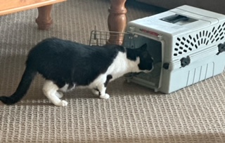 Enlarge Roxy, a Adopted Domestic Short Hair in Malabar, FL image 2/3