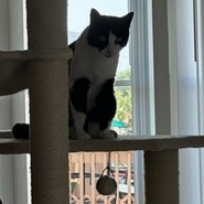 Enlarge Roxy, a Adopted Domestic Short Hair in Malabar, FL image 3/3