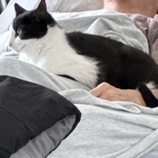 Enlarge Roxy, a Adopted Domestic Short Hair in Malabar, FL image 1/3