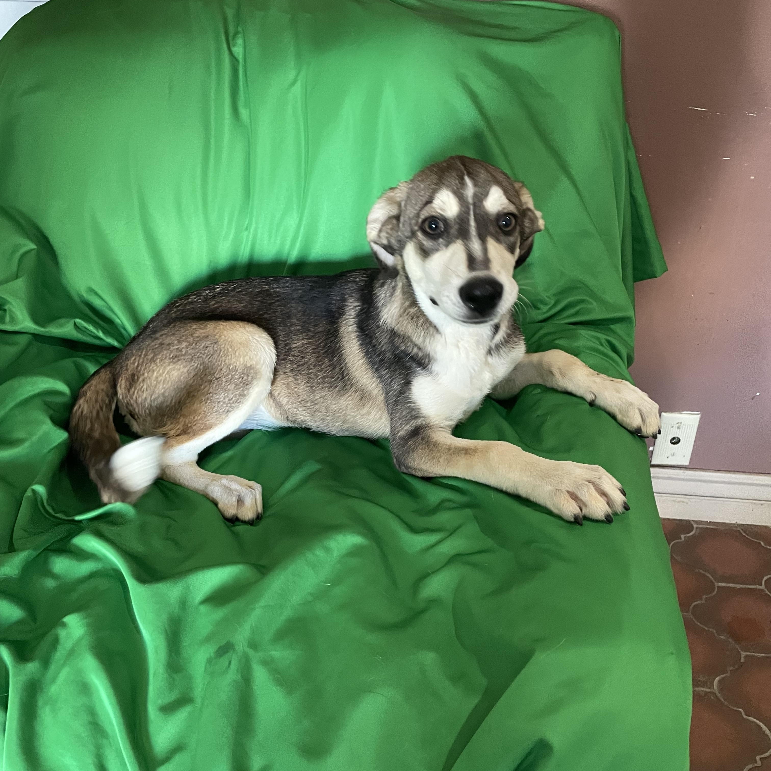 Enlarge Josi, a Adoptable mixed breed in Phoenix, AZ image 2/5