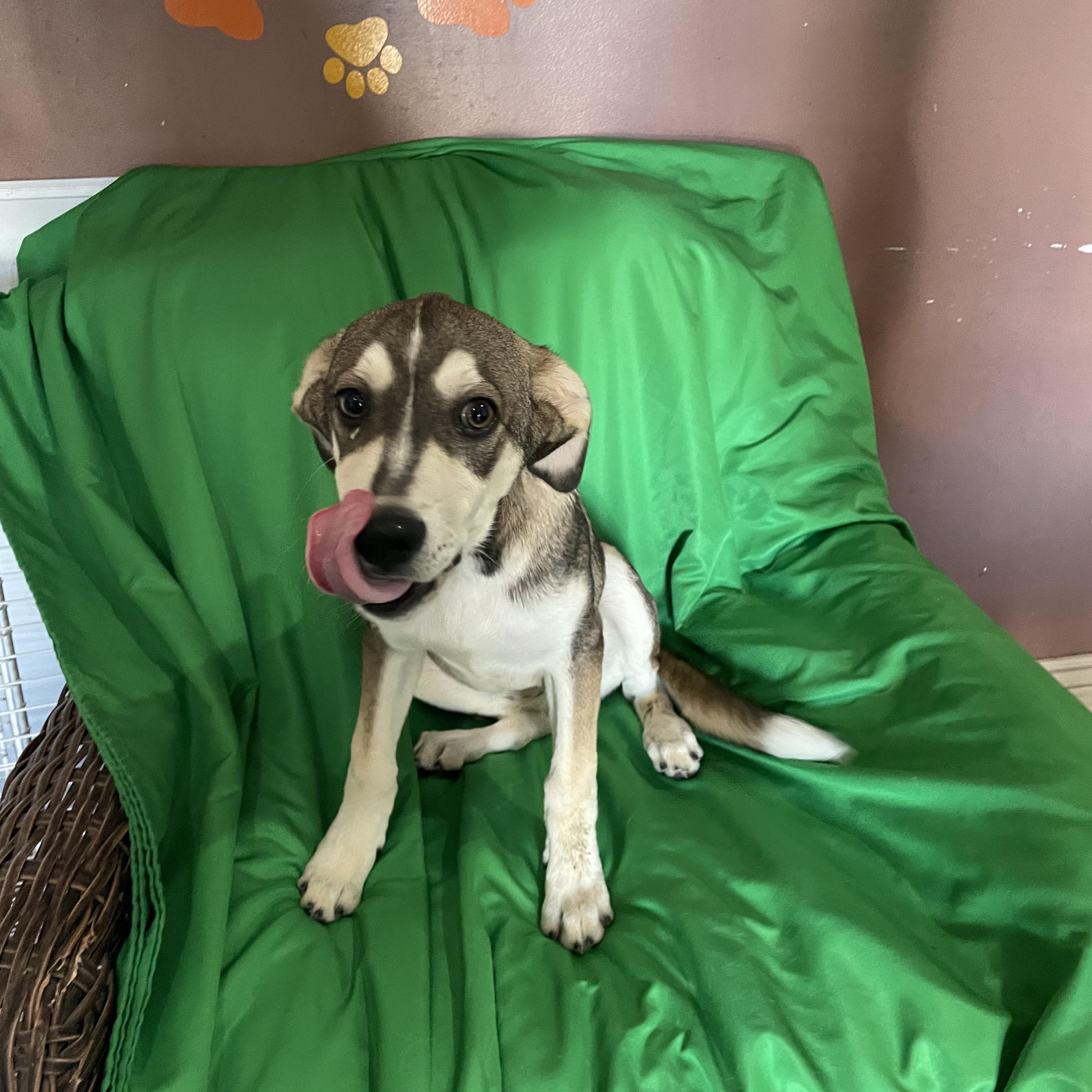 Enlarge Josi, a Adoptable mixed breed in Phoenix, AZ image 3/5