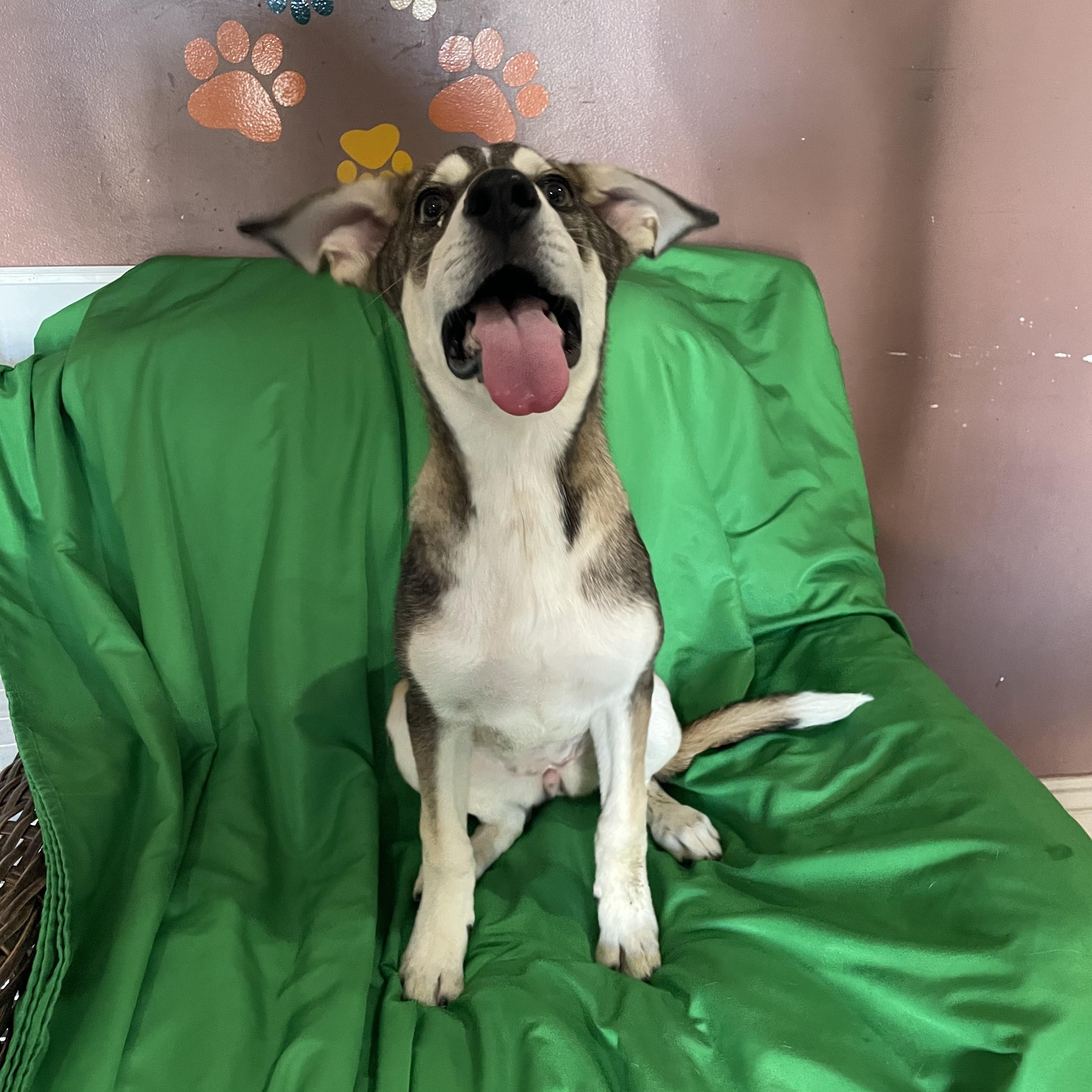 Enlarge Josi, a Adoptable mixed breed in Phoenix, AZ image 4/5