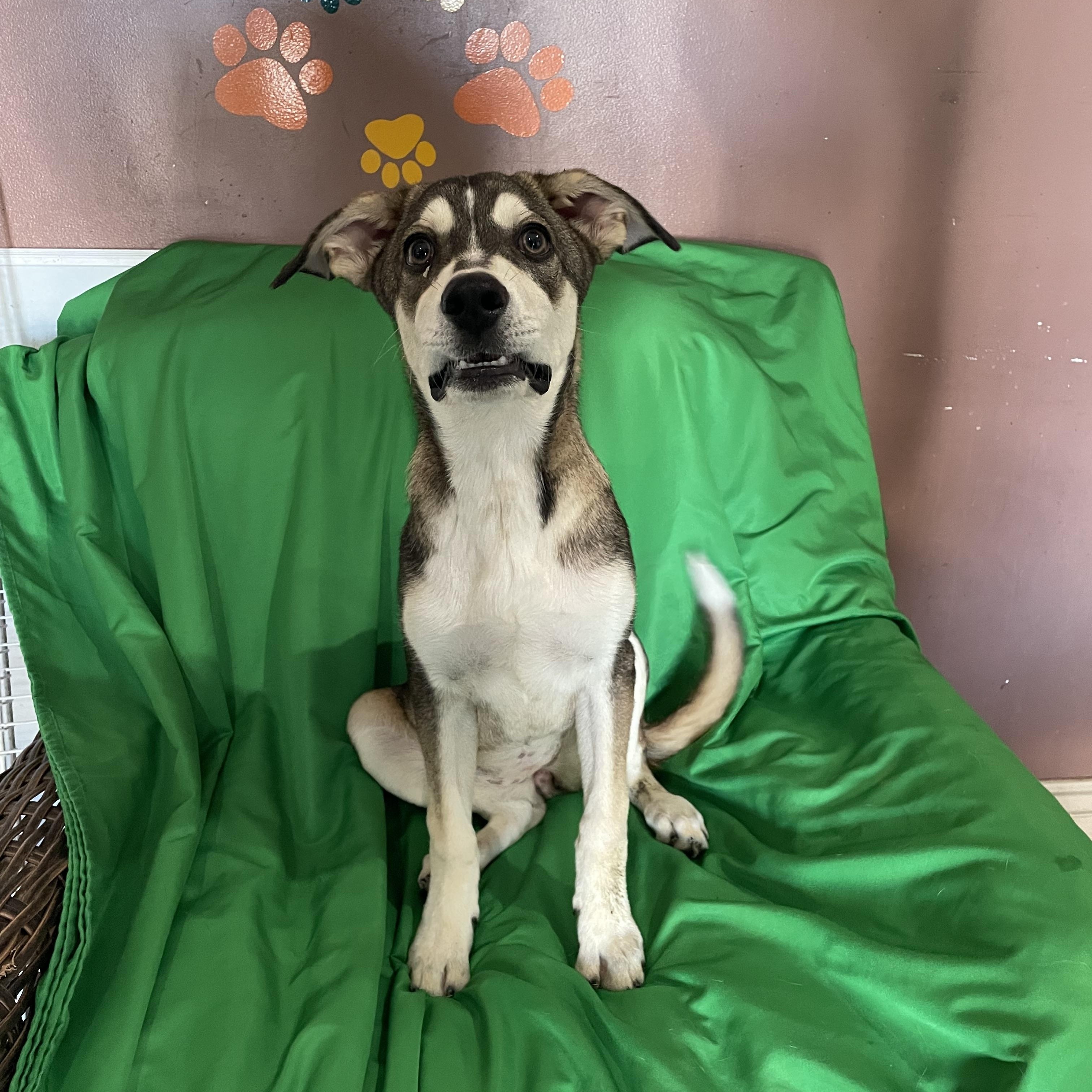 Josi, Adoptable, Young Female Siberian Husky & German Shepherd Dog.