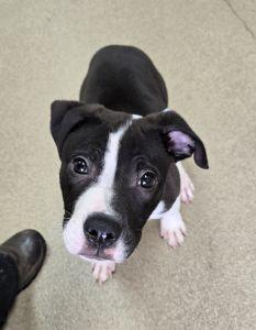 Enlarge Max, an adopted mixed breed in Bucyrus, OH image 4/6