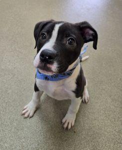 Max, adopted, Young Male Boxer & Beagle.