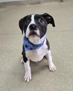 Enlarge Max, an adopted mixed breed in Bucyrus, OH image 2/6