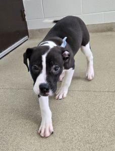 Enlarge Max, an adopted mixed breed in Bucyrus, OH image 5/6