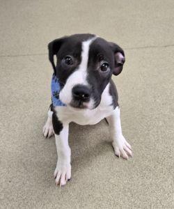 Enlarge Max, an adopted mixed breed in Bucyrus, OH image 6/6