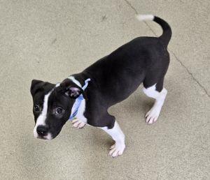 Enlarge Max, an adopted mixed breed in Bucyrus, OH image 3/6