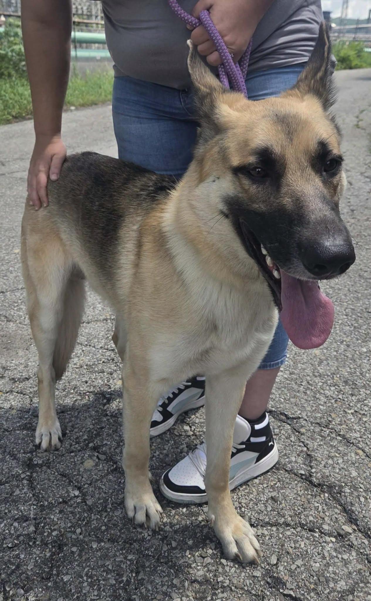 Enlarge sergeant, a ADOPTABLE German Shepherd Dog in Clairton, PA image 1/1