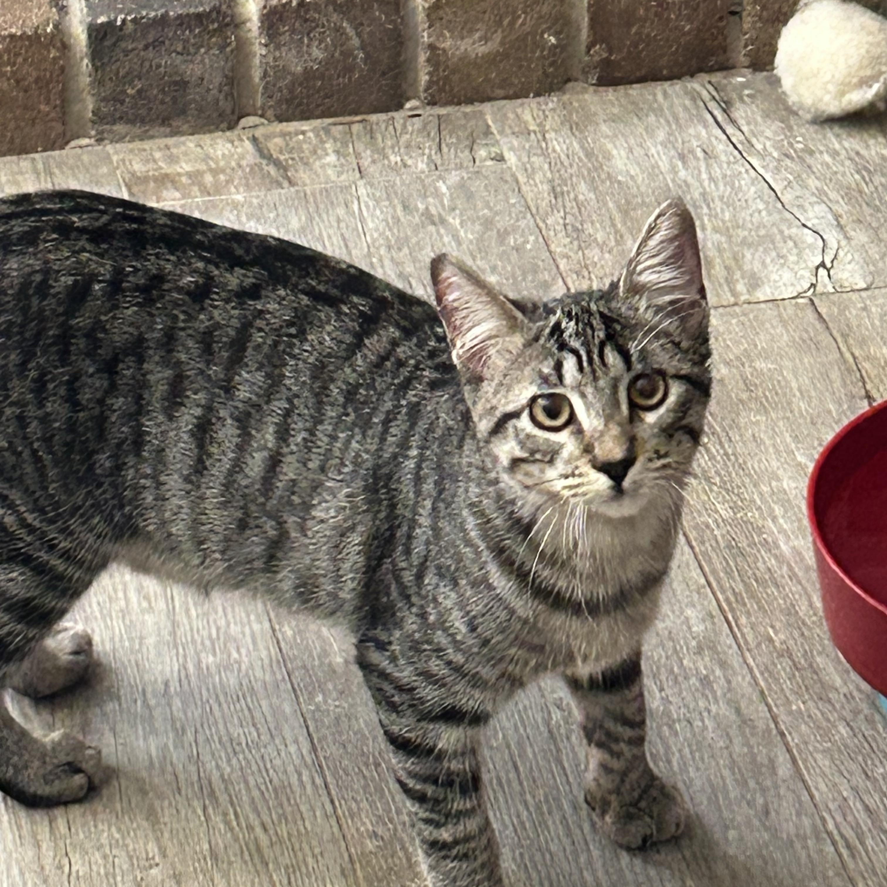 Enlarge Xander and Phoenix (WA), a Adoptable Tabby in Bellevue, WA image 2/6
