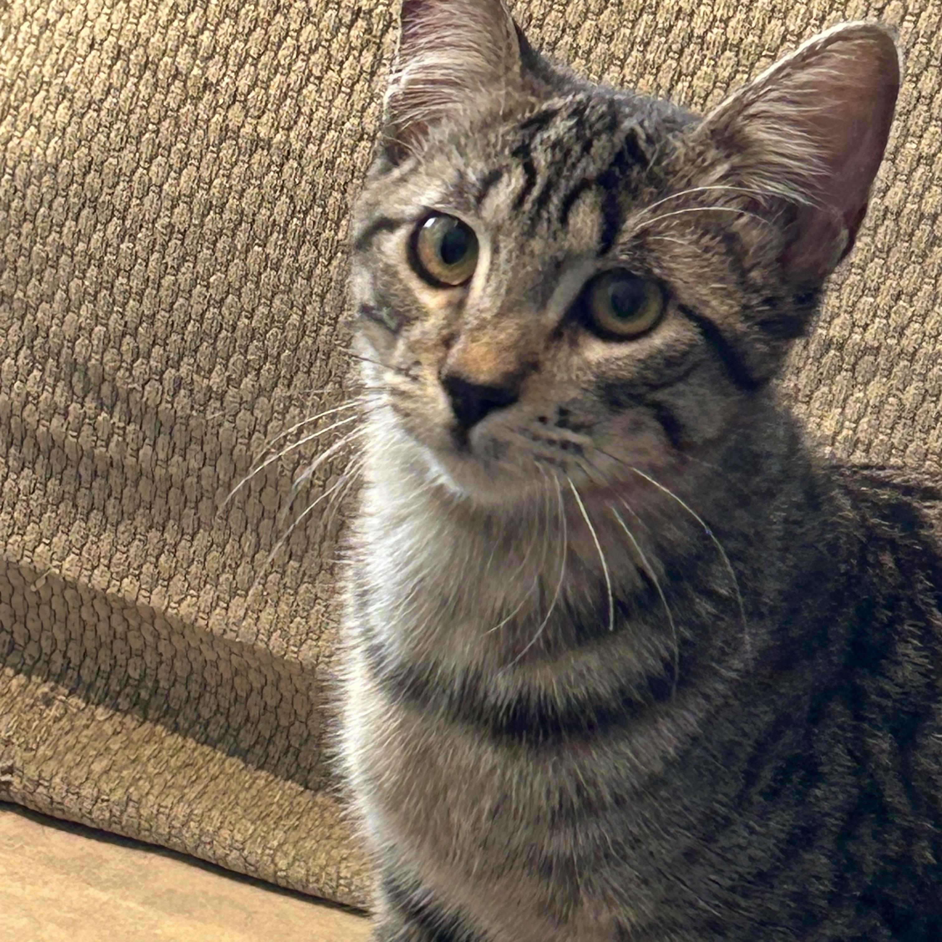 Enlarge Xander and Phoenix (WA), a Adoptable Tabby in Bellevue, WA image 3/6