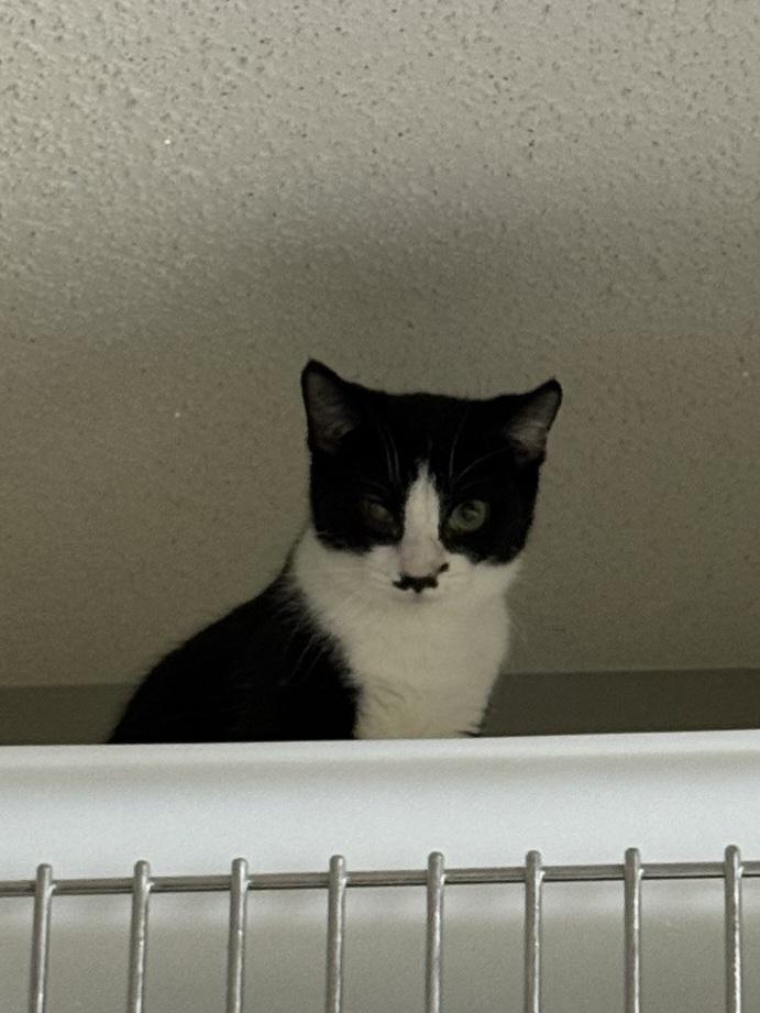 Olivia, ADOPTABLE, Young Female Domestic Short Hair.