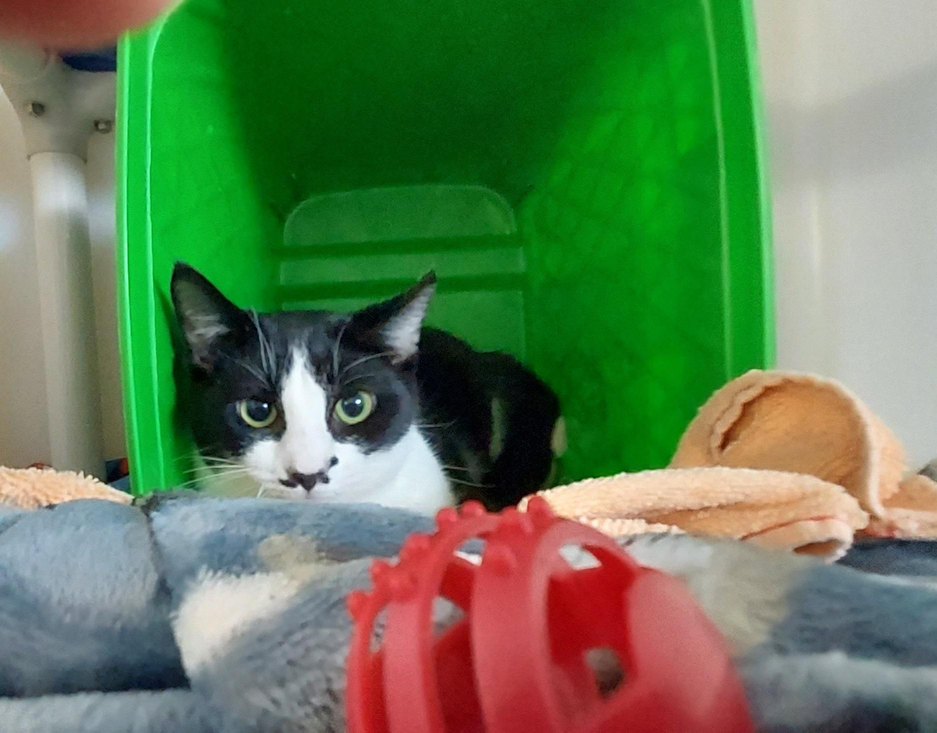 Enlarge Olivia, a ADOPTABLE Domestic Short Hair in Owensboro, KY image 2/2