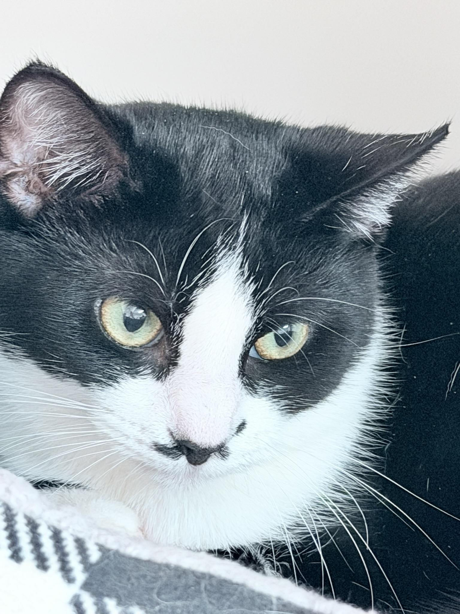 Olivia, ADOPTABLE, Young Female Domestic Short Hair.