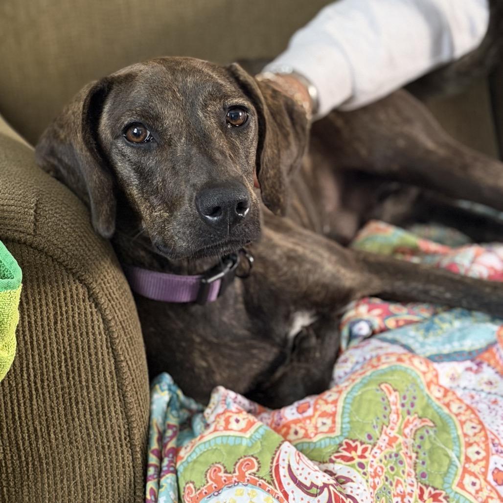 Mira, Adoptable, Young Female Plott Hound & Mixed Breed.