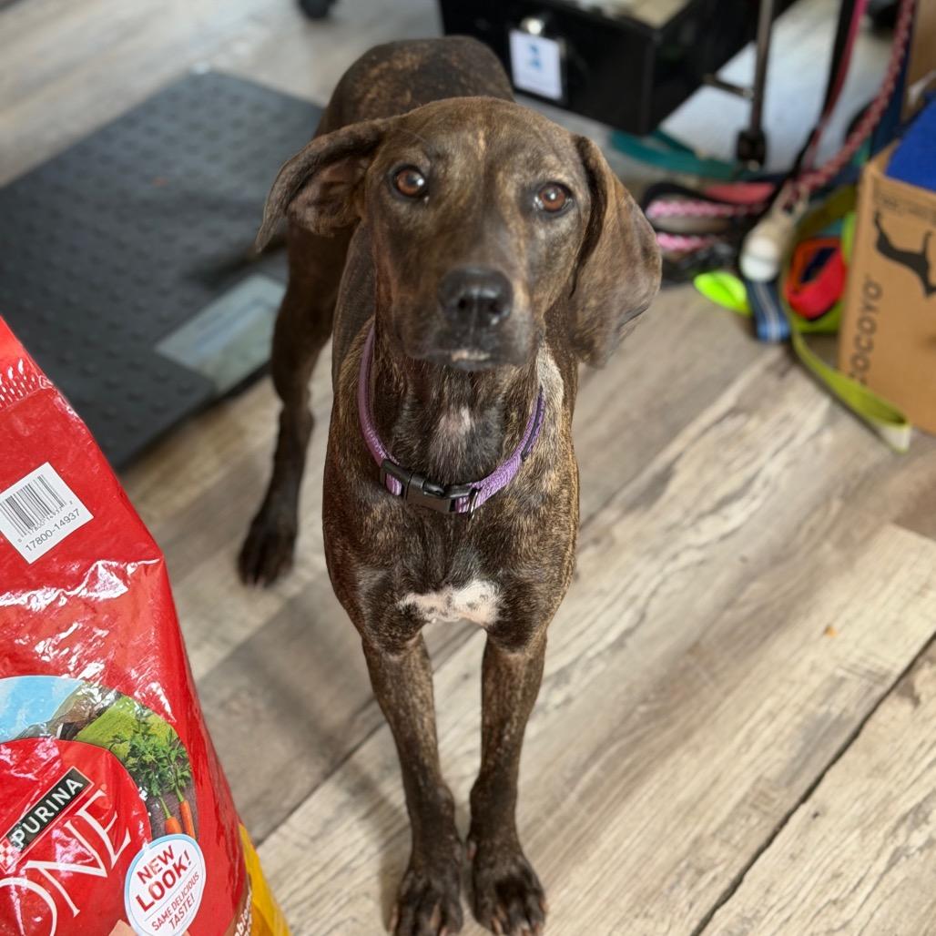 Enlarge Mira, a Adoptable mixed breed in New Orleans, LA image 2/5