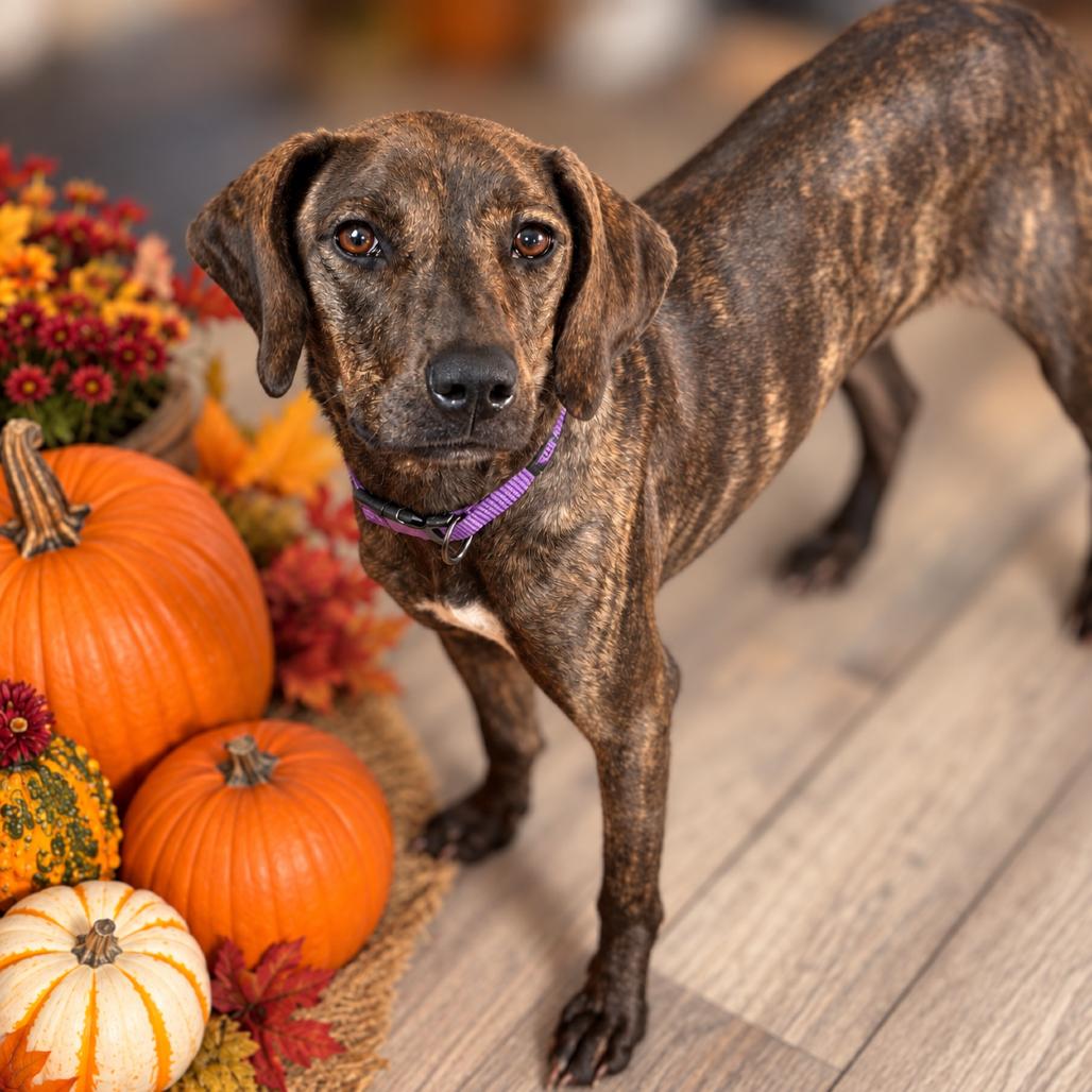 Enlarge Mira, a Adoptable mixed breed in New Orleans, LA image 4/5